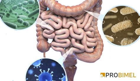 Sabes Lo Que Es La Microbiota Intestinal Probi Tico Probimel