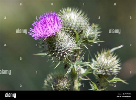 Spear Thistle Cirsium Vulgare Flower Stock Photo Alamy