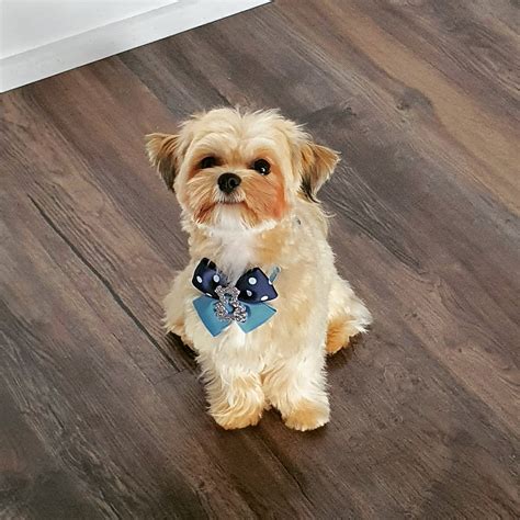 Hybrid shih tzu/maltese/yorkshire terrior looking for small bitch