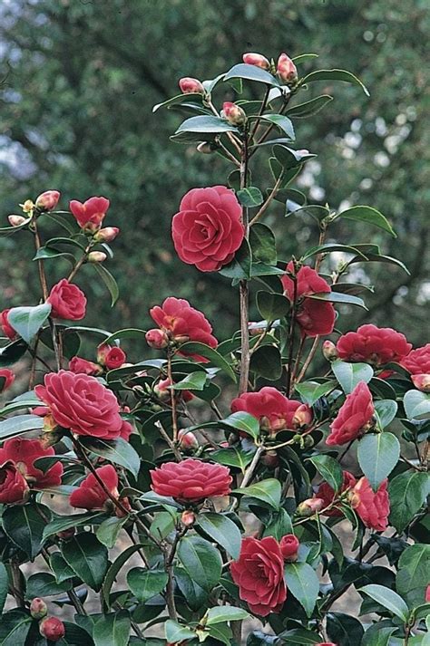 A Beginner’s Guide to Growing a Camellia Bush – GardenInBloom.com