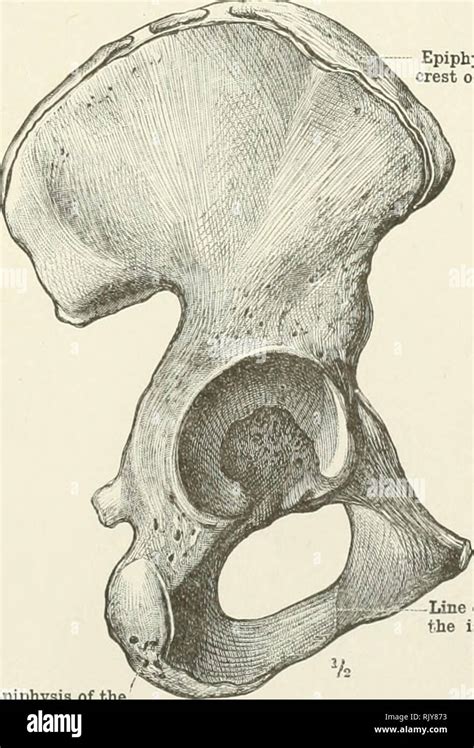 Ischiopubic rami hi-res stock photography and images - Alamy