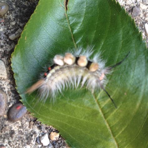 White Marked Tussock Moth Caterpillar Project Noah