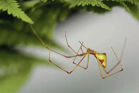 Isle spider shows odd evolution pattern | Honolulu Star-Advertiser