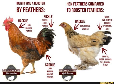 IDENTIFYING A ROOSTER HEN FEATHERS COMPARED BY FEATHERS: TO ROOSTER ...