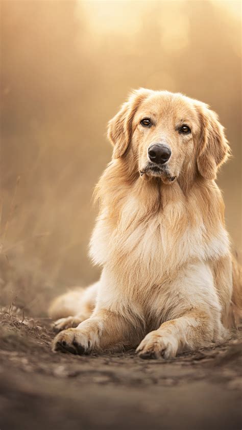 Golden Retriever Wallpaper 4K, Scottish breed dog, Pet dog, 5K