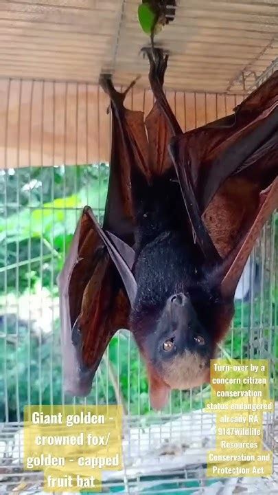 Giant Golden Crowned Flying Fox Acerodon Jubatus Youtube