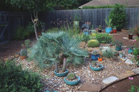 Sabal Uresana In Austin Texas COLD HARDY PALMS PalmTalk