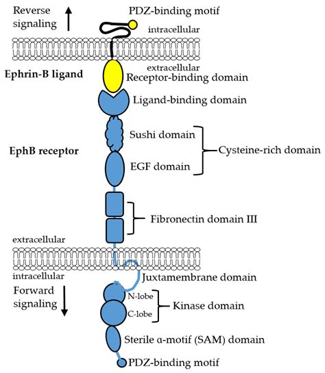 Ijms Free Full Text The Ephb Receptor Kinase Dead But Very Much Alive