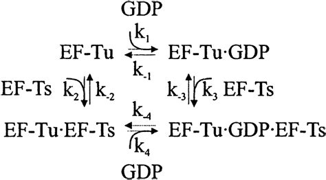 Mechanism Of Elongation Factor Ef Ts Catalyzed Nucleotide Exchange In