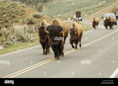 Bison bison herd walking hi-res stock photography and images - Alamy