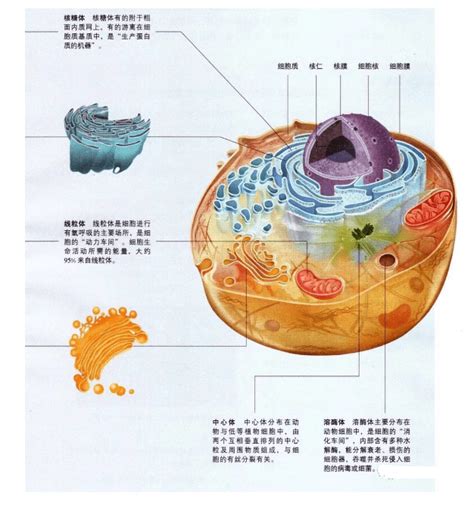 高中生必需掌握的细胞的结构。植物