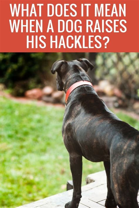 Hackles What Does It Mean When My Dogs Hackles Are Up That Mutt