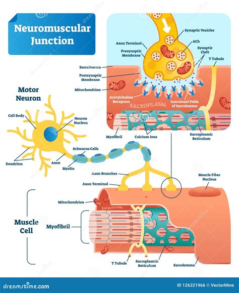 neuromuscular junction scheme. labeled cell infographic Coloso