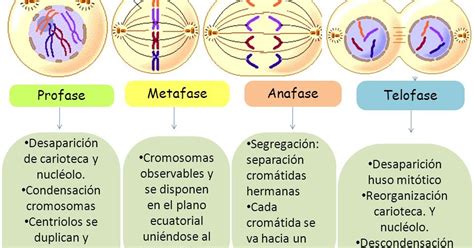 Trabajos De Biolog A Dario Higuera Faces De La Mitosis