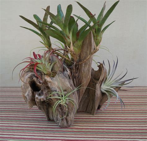 Pin Di Native Works Of Fl Su Driftwood Centerpiece