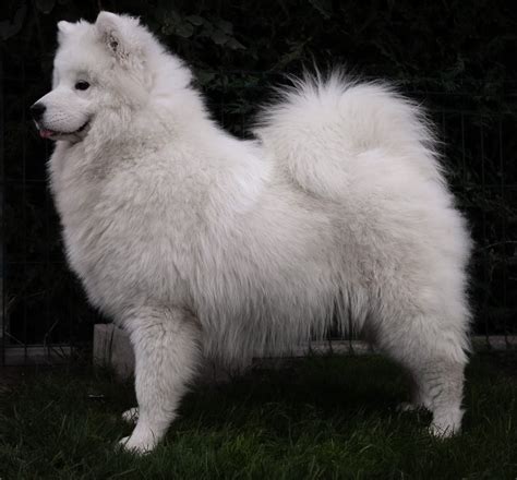 Machos Samoyedo Centro Canino Valmajano