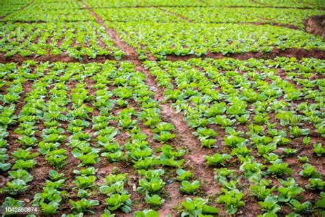 RDC Relance de lAgriculture le gouvernement annonce la création dun