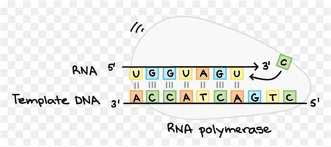 Rna Polymerase Synthesizes An Rna Strand Complementary - Graphic Design ...