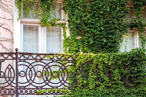 Pnącza na balkon jakie wybrać i w jaki sposób je pielęgnować HOME