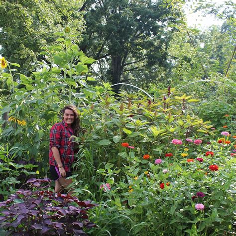 Petunia Fertilizer Guide: Everything You Need To Know | Gardening Know How