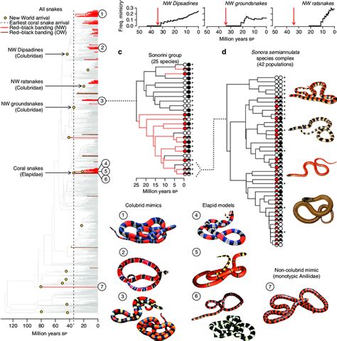 Repeated Evolutionary Transitions Among Colour Patterns In Snakes