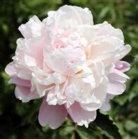 Пион декоративные саженцы купить в Бресте и с доставкой почтой