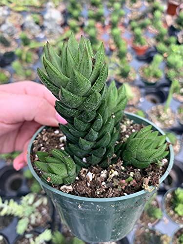 How To Grow And Care For Haworthia Indoors Gardeners Path