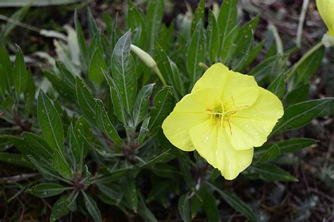 How To Grow Missouri Evening Primrose Gardeners Path