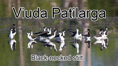 La Viuda Patilarga Ave Playera Black Necked Stilt Youtube