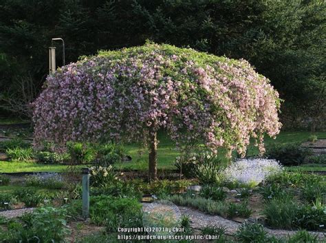 Weeping Crabapple (Malus 'Louisa') in the Apples Database - Garden.org