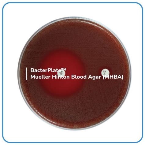 TraceMedia Mueller Hinton Blood Agar Bacterlab