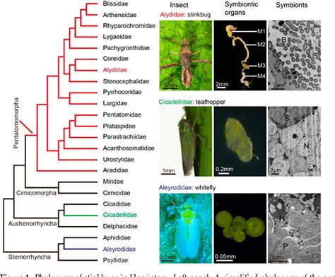 Figure From The Gut Microbiota Of The Insect Infraorder