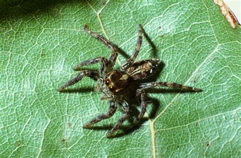 Common Spiders — Texas Insect Identification Tools