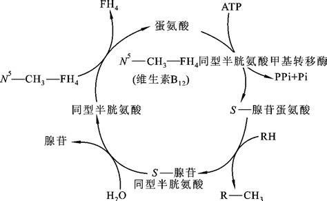 个别氨基酸代谢生物化学挂云帆