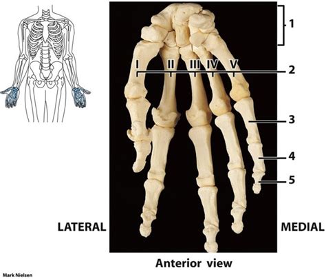 Carpus Metacarpus Phalanges Diagram Quizlet