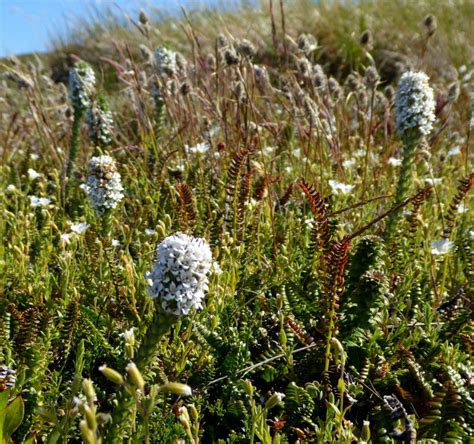 Habitat Restoration - Falklands Conservation