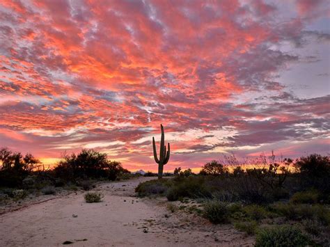 Desert Cactus Sunset Wallpapers - Top Free Desert Cactus Sunset ...