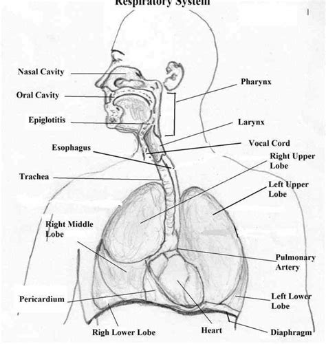 The Respiratory System Parts