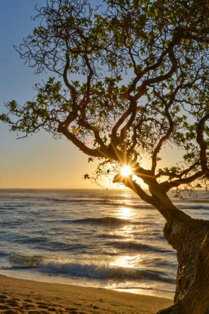 Koa Tree Hawaii Stock Photos, Pictures & Royalty-Free Images - iStock