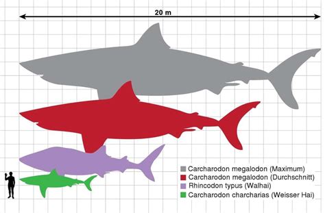 Riesen Urzeithai Megalodon War Meter Lang