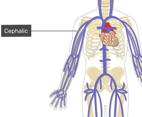 The Major Systemic Veins Getbodysmart