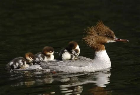 Common Merganser - Facts, Diet, Habitat & Pictures on Animalia.bio