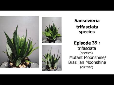 Sansevieria Trifasciata Moonshine Mutant Brazilian Moonshine