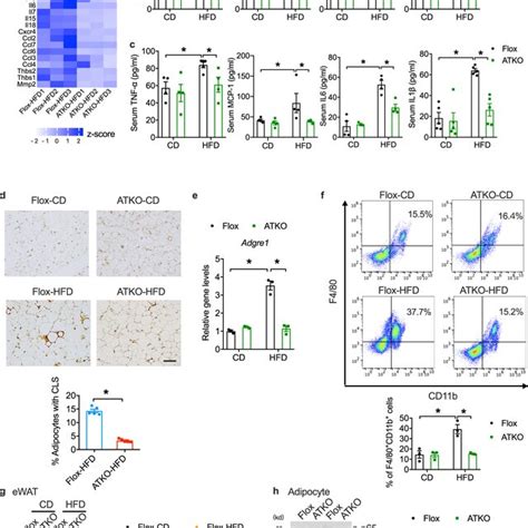 Adipocyte Specific Trpm Knockout Inhibits Adipose Inflammation In