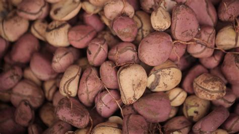 Noix de kola quels sont ses bienfaits santé