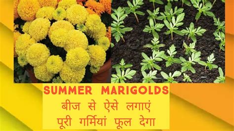 Summer Marigoldsgrow From Seeds🏵️🏵️🏵️🏵️ Youtube