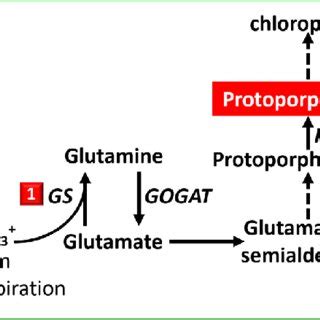 -Biochemical relationship between glutamine biosynthesis and porphyrin ...