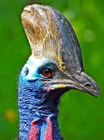 Cassowary Bird Diet Habitat Sounds Attack