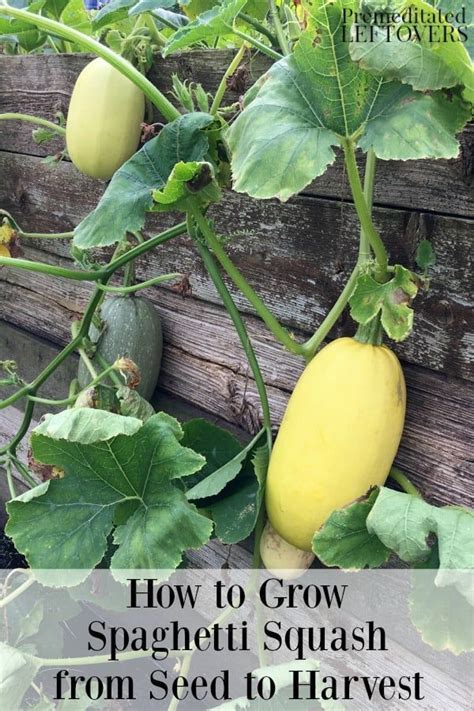 How To Grow Spaghetti Squash From Seed To Harvest Growing Vegetables Veggie Garden Organic