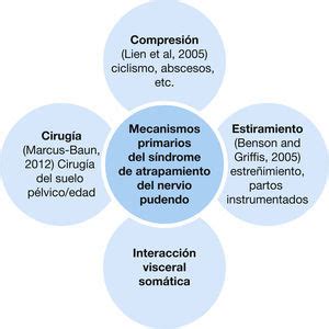 S Ndrome Por Atrapamiento Del Nervio Pudendo Reflexiones Sobre El